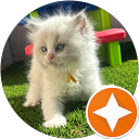 Ohana Ragdolls - Jade Gibson profile picture