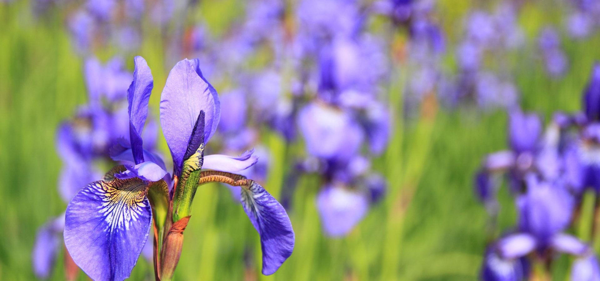 Katsushika Iris Festival 2026 Tokyo