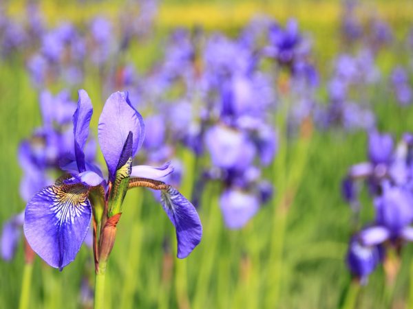 Katsushika Iris Festival 2026 Tokyo