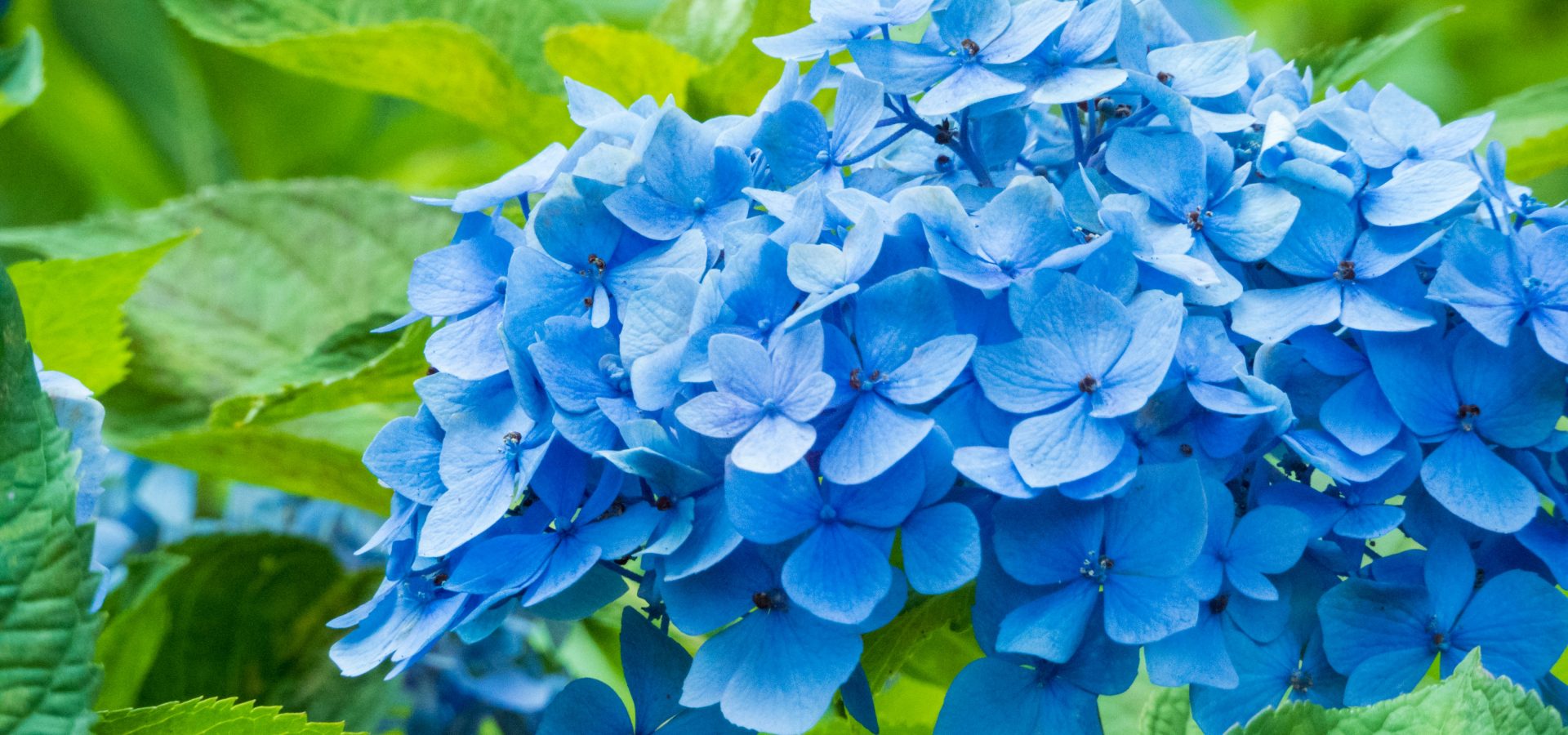 Tokyo Hydrangea Season｜紫陽花祭り (Ajisai Matsuri)