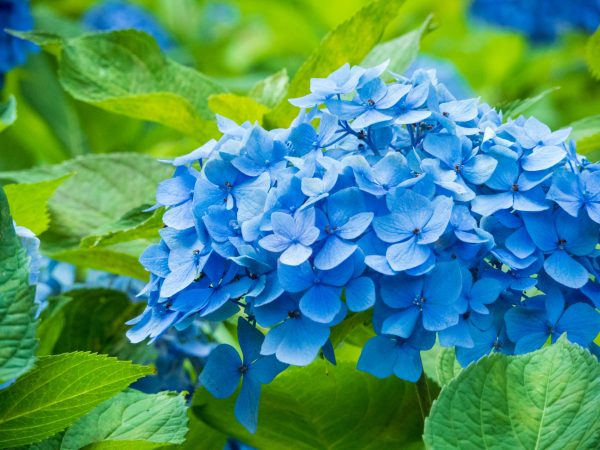 Tokyo Hydrangea Season｜紫陽花祭り (Ajisai Matsuri)